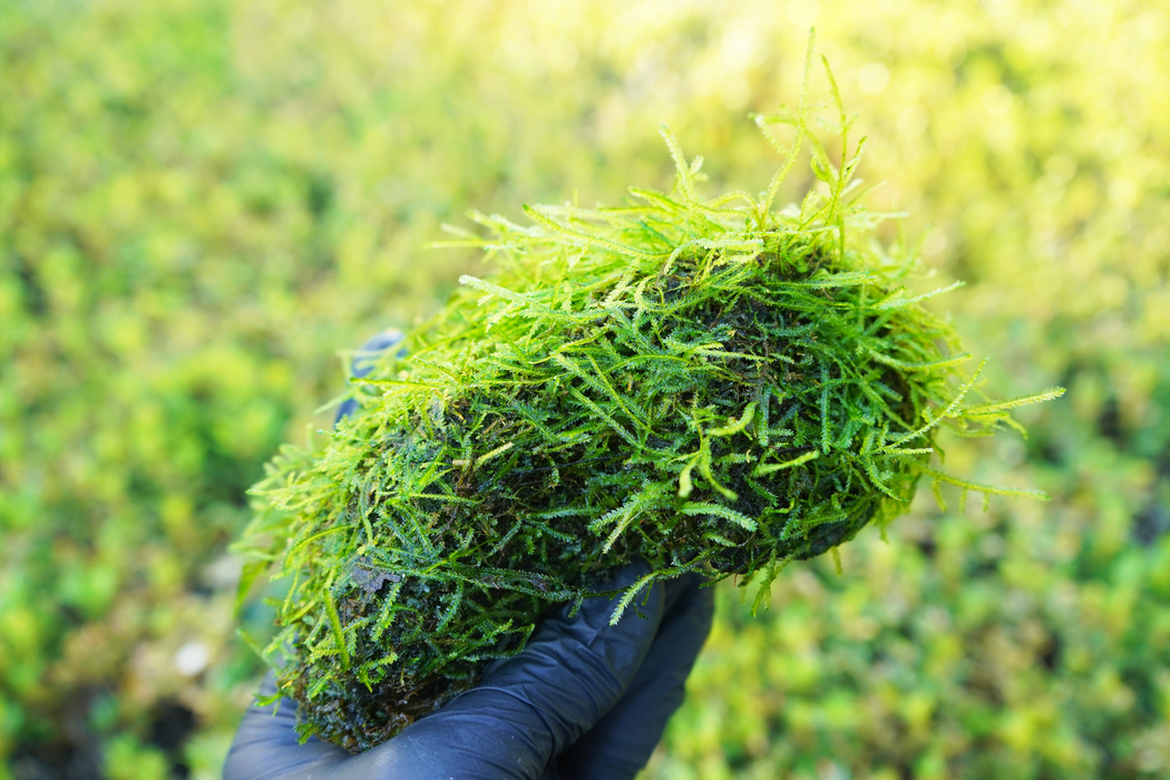 Java Moss - Vesicularia Dubyana 15 cm - Driftwood