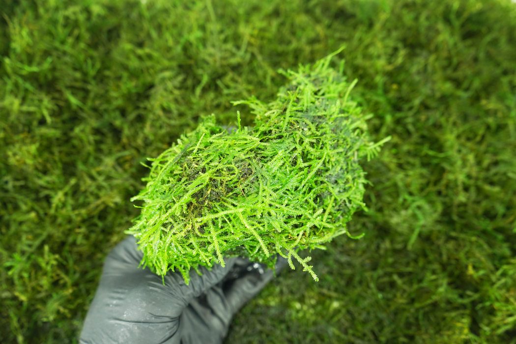 Java Moss - Vesicularia Dubyana 15 cm - Driftwood