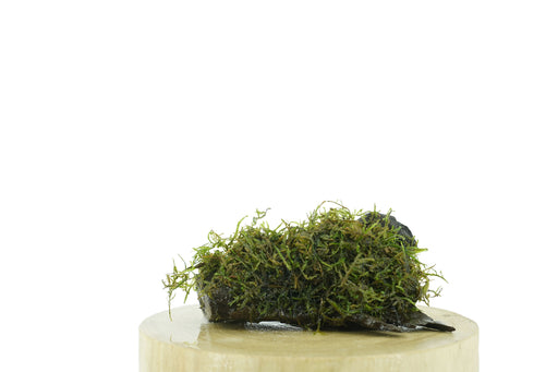 Java Moss - Vesicularia Dubyana 15 cm - Driftwood