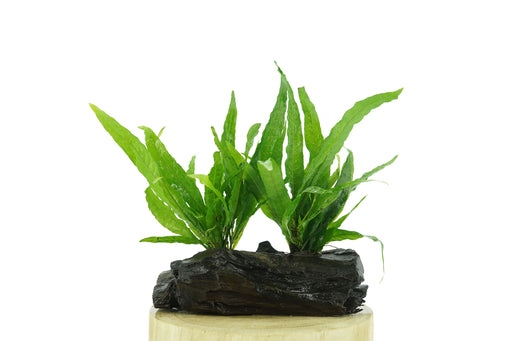 Java Fern - Microsorum Pteropus 15 cm - Driftwood