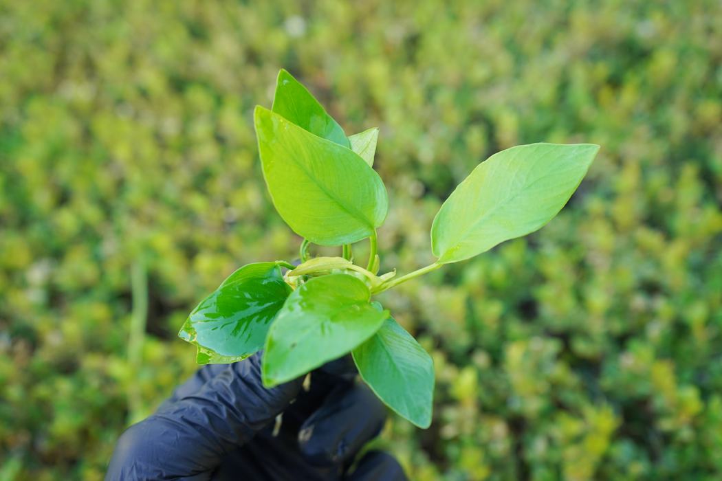 Anubias Species Golden - Bare Root