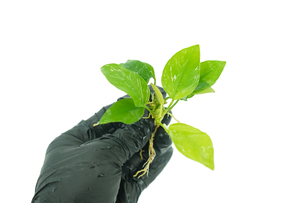 Anubias Species Golden - Bare Root