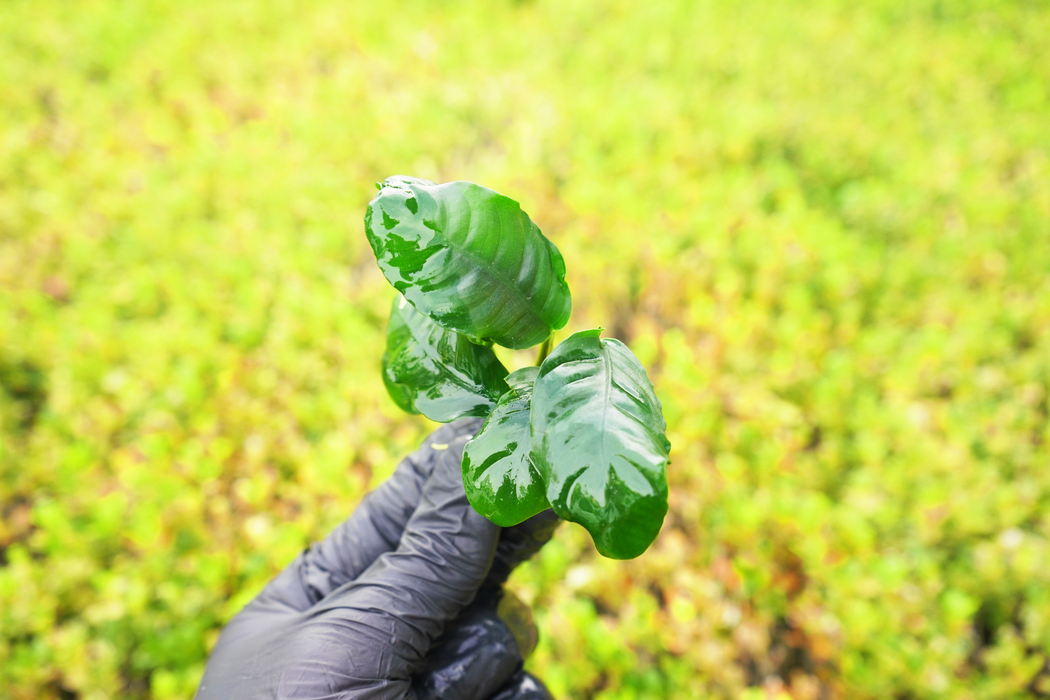 Anubias Barteri Coffeefolia - Bare Root