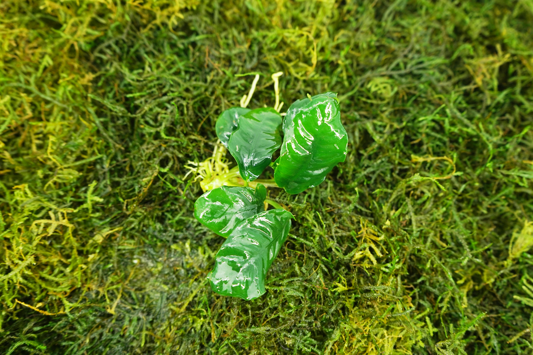 Anubias Barteri Coffeefolia - Bare Root