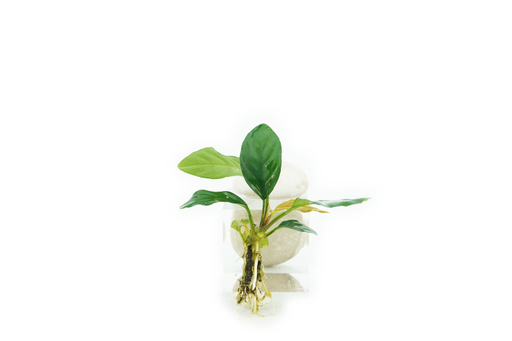 Anubias Barteri Coffeefolia - Bare Root
