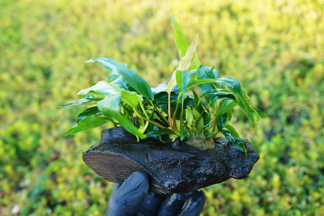 Anubias Nana + Anubias Minima - Driftwood