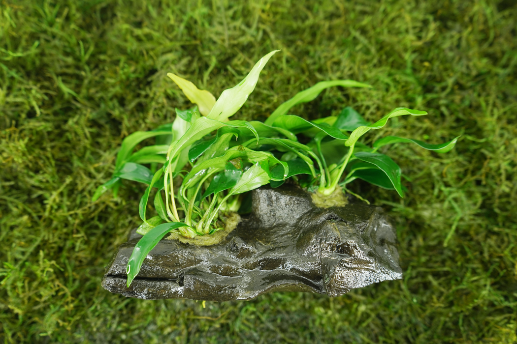 Anubias Nana + Anubias Minima - Driftwood