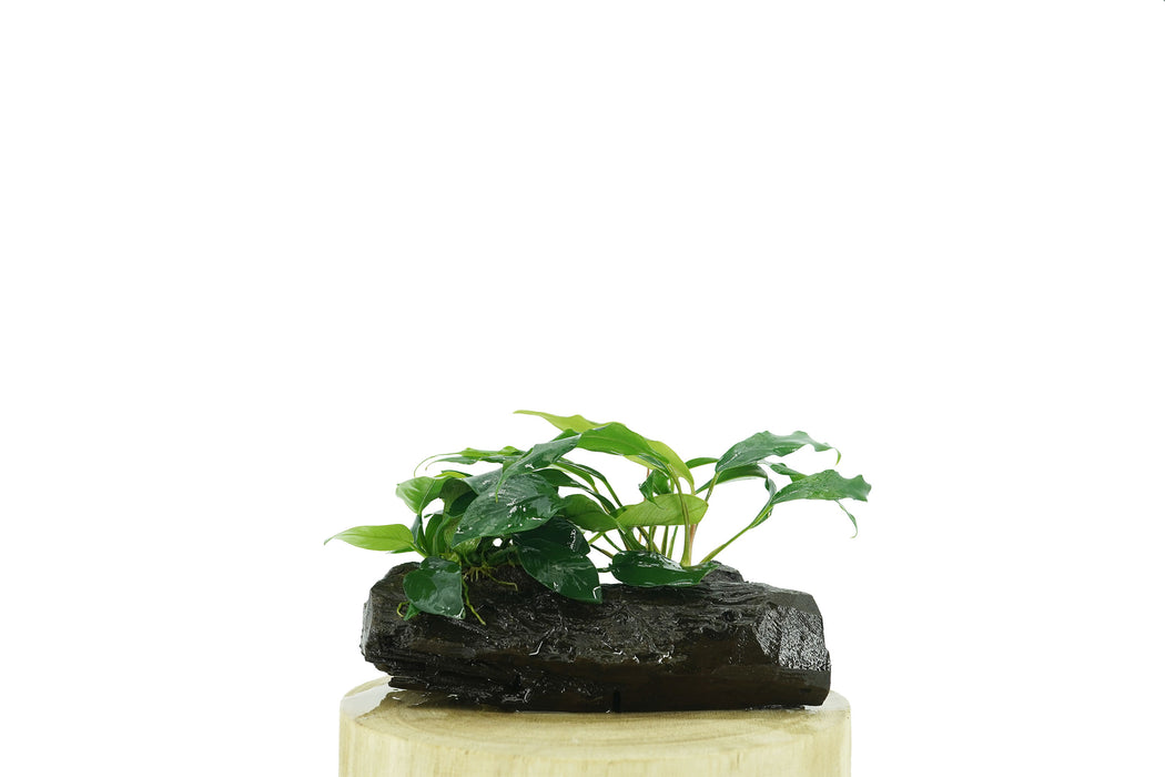 Anubias Nana + Anubias Minima - Driftwood