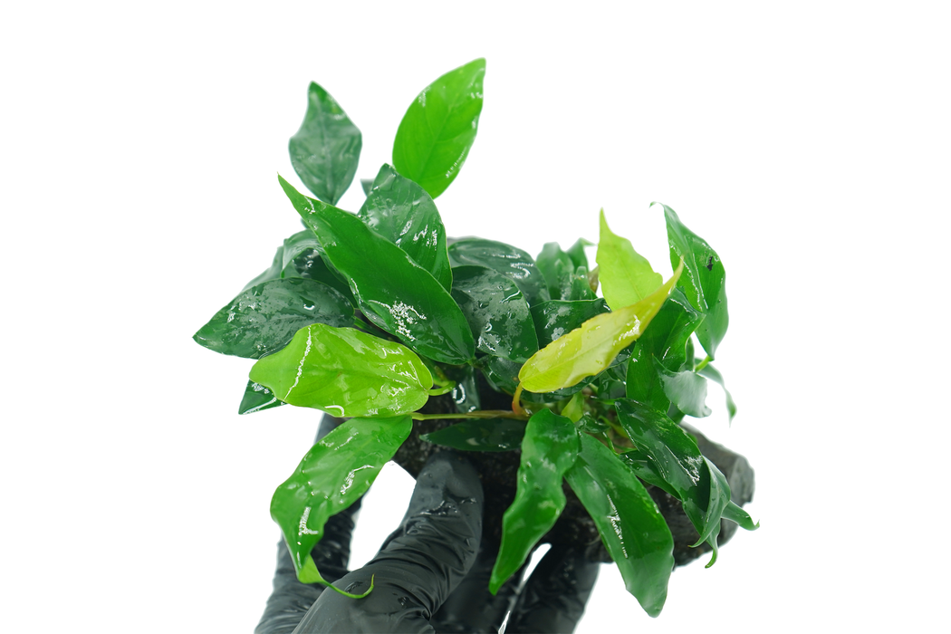 Anubias Nana + Anubias Minima - Driftwood