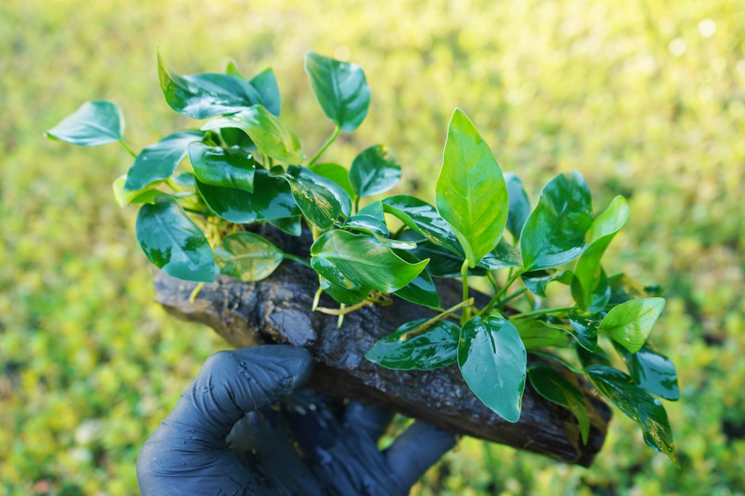 Anubias Nana 20 cm - Driftwood