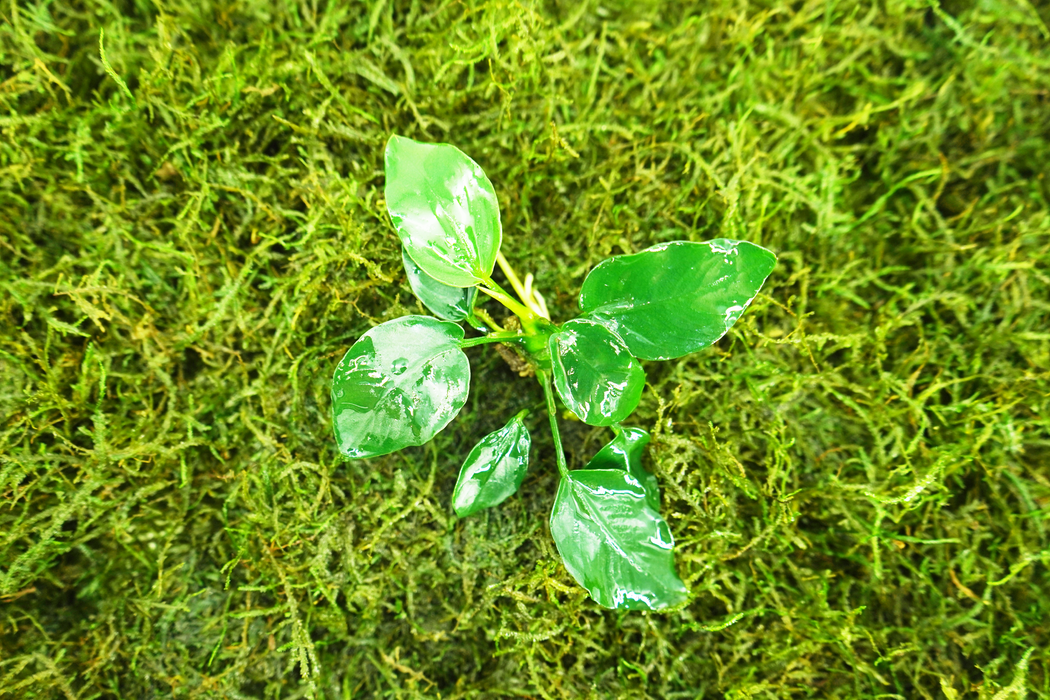 Anubias Nana sp Thick Leaf - Bare Root