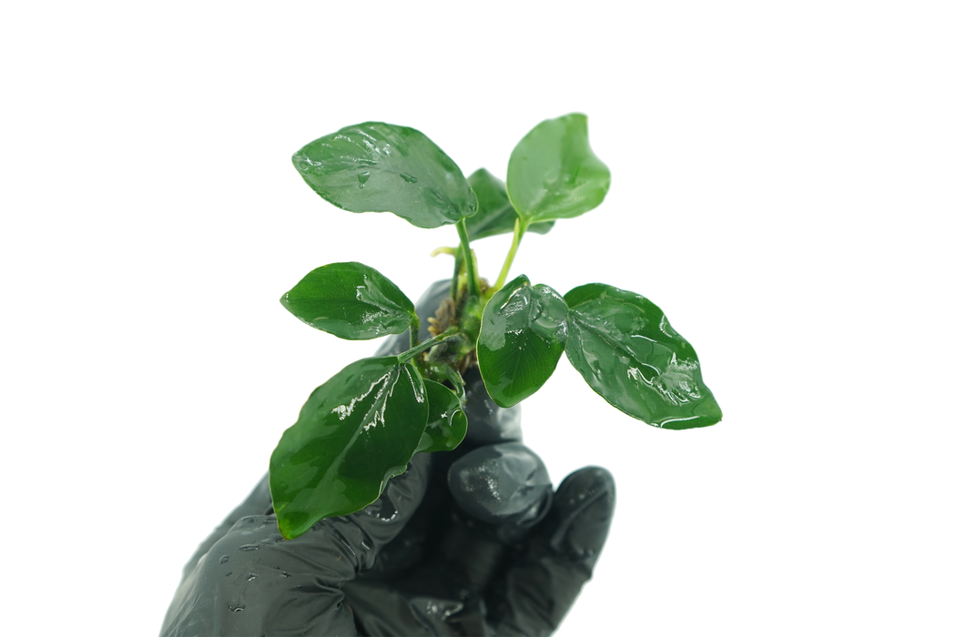 Anubias Nana sp Thick Leaf - Bare Root