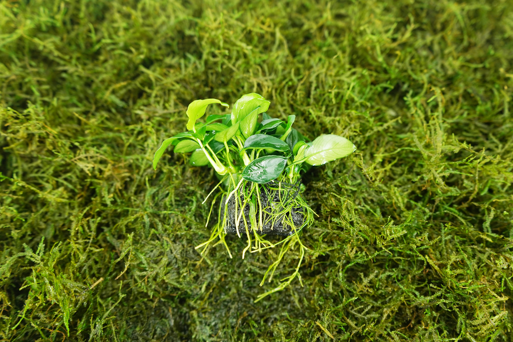 Anubias Nana on Stone - Driftwood