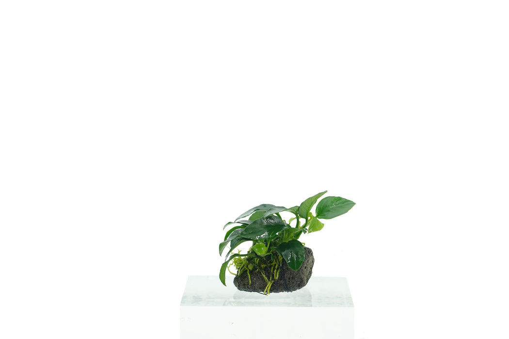 Anubias Nana on Stone - Driftwood