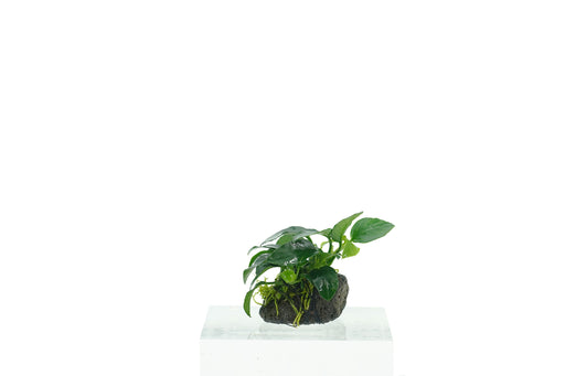 Anubias Nana on Stone - Driftwood