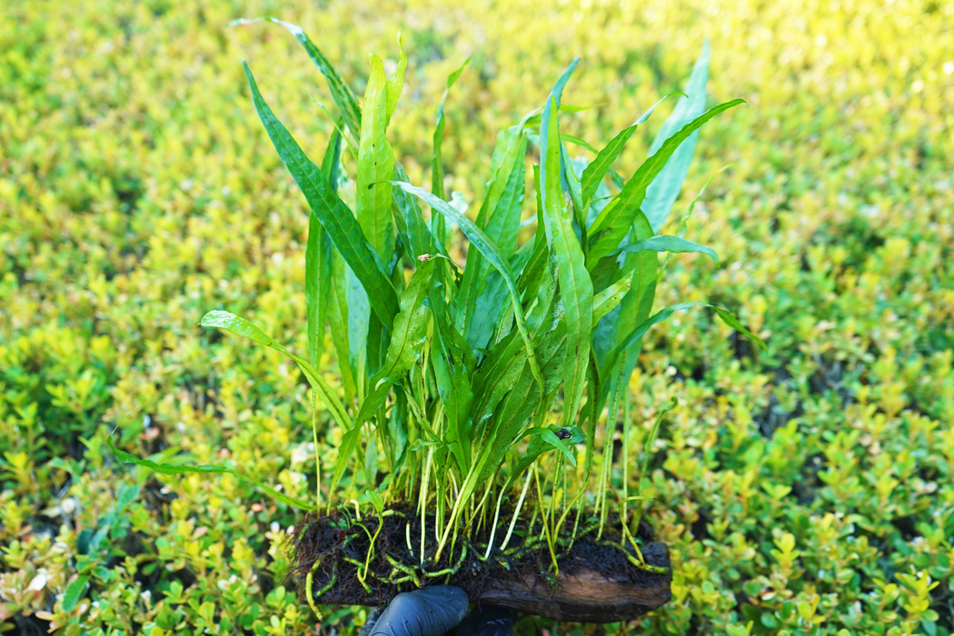 Java Fern - Microsorum Pteropus 20 cm - Driftwood