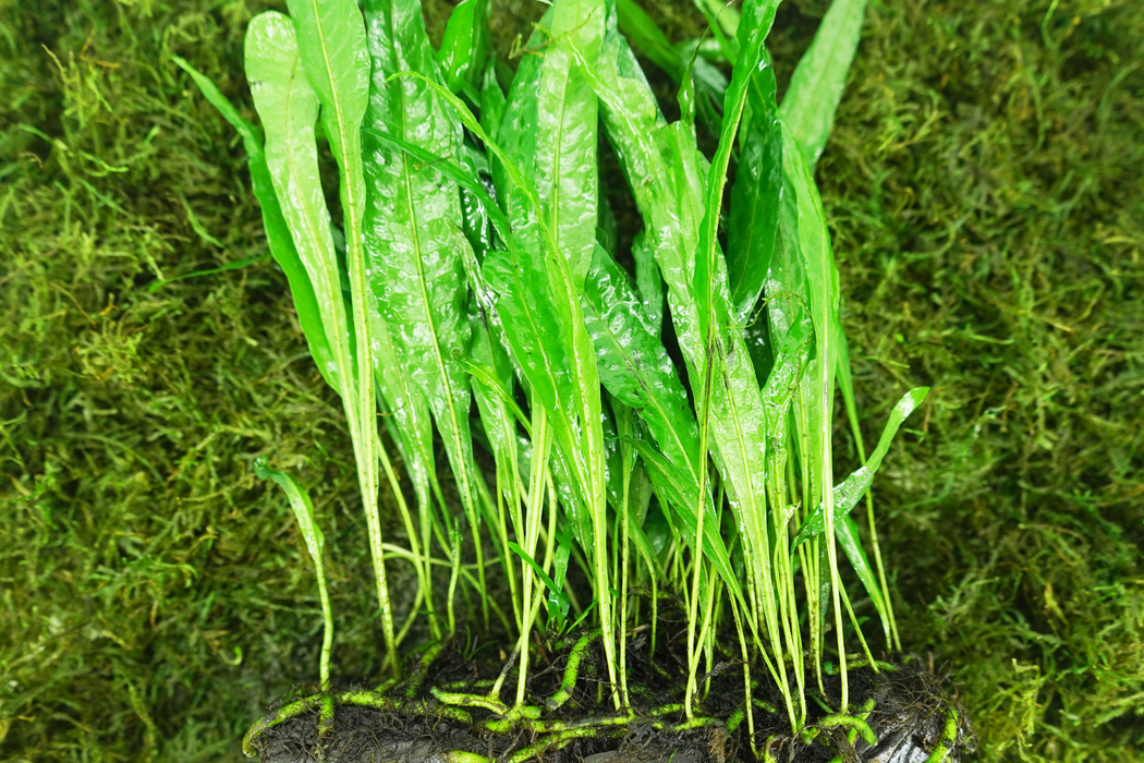 Java Fern - Microsorum Pteropus 20 cm - Driftwood