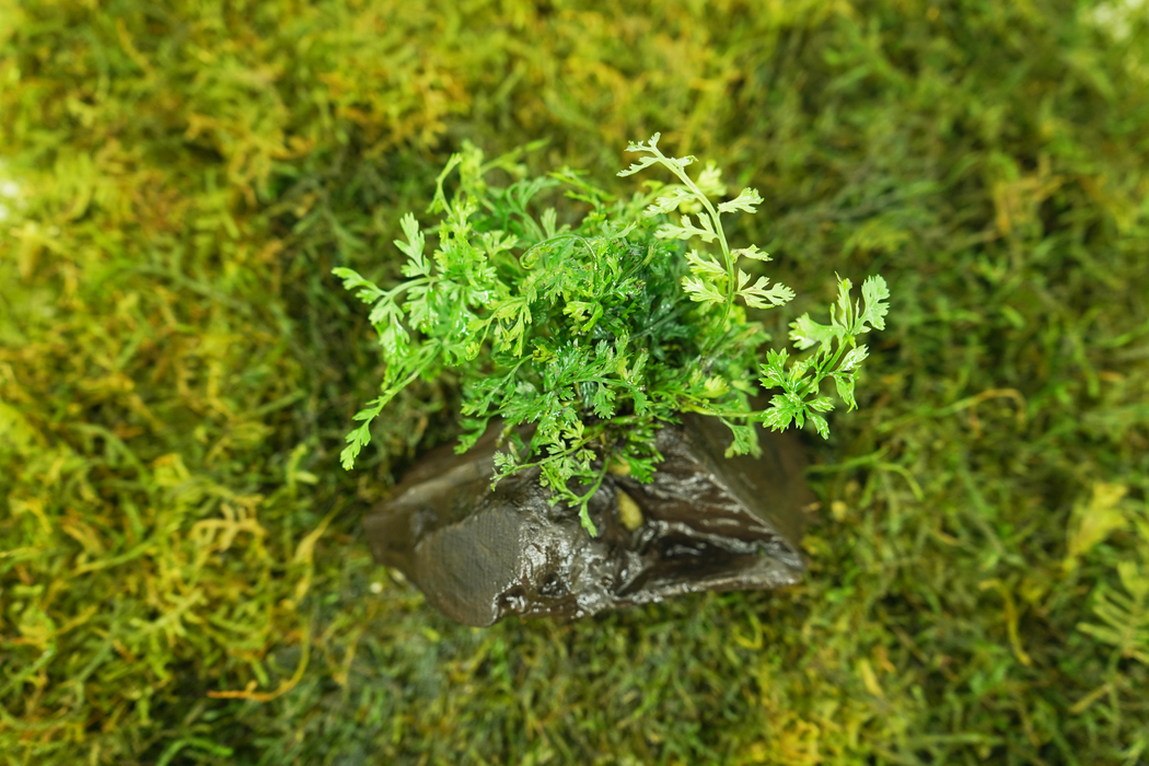 Bolbitis Heteroclita Difformis 10 cm - Driftwood