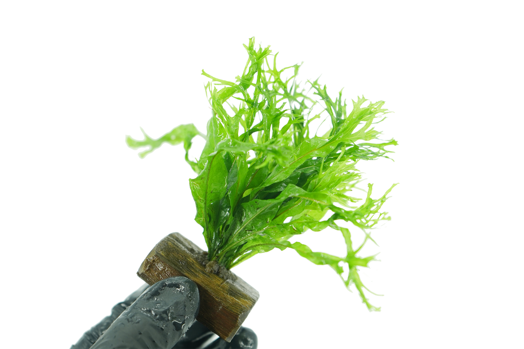 Java Fern Windelov - Microsorum Pteropus Windelov 8 cm - Driftwood