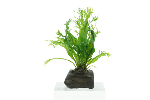 Java Fern Windelov - Microsorum Pteropus Windelov 8 cm - Driftwood