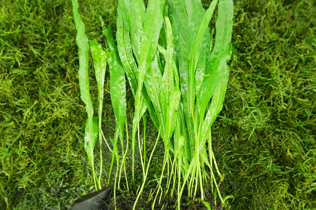 Java Fern - Microsorum Pteropus 10 cm - Driftwood