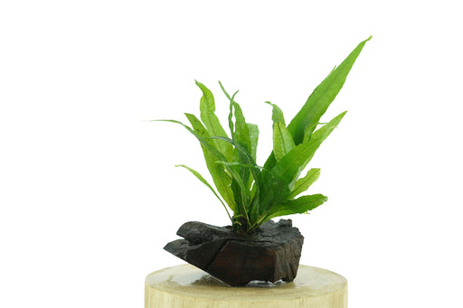 Java Fern - Microsorum Pteropus 10 cm - Driftwood