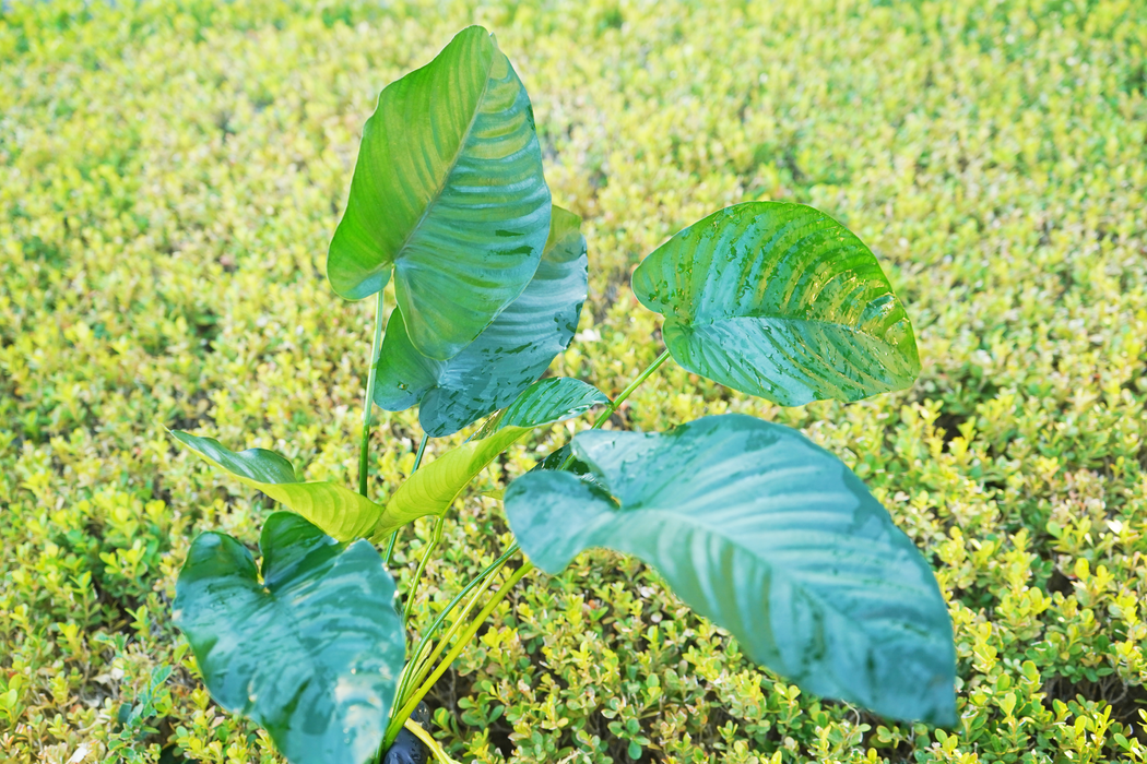 Anubias Barteri Broad Leaf (XL) - Bare Root