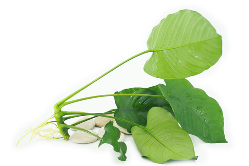 Anubias Barteri Broad Leaf (XL) - Bare Root