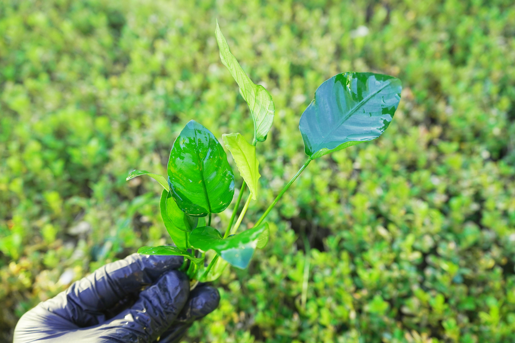 Anubias Barteri var. Nana - Bare Root