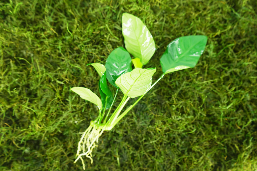 Anubias Barteri var. Nana - Bare Root