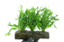 Java Fern Windelov - Microsorum Pteropus Windelov 20 cm - Driftwood