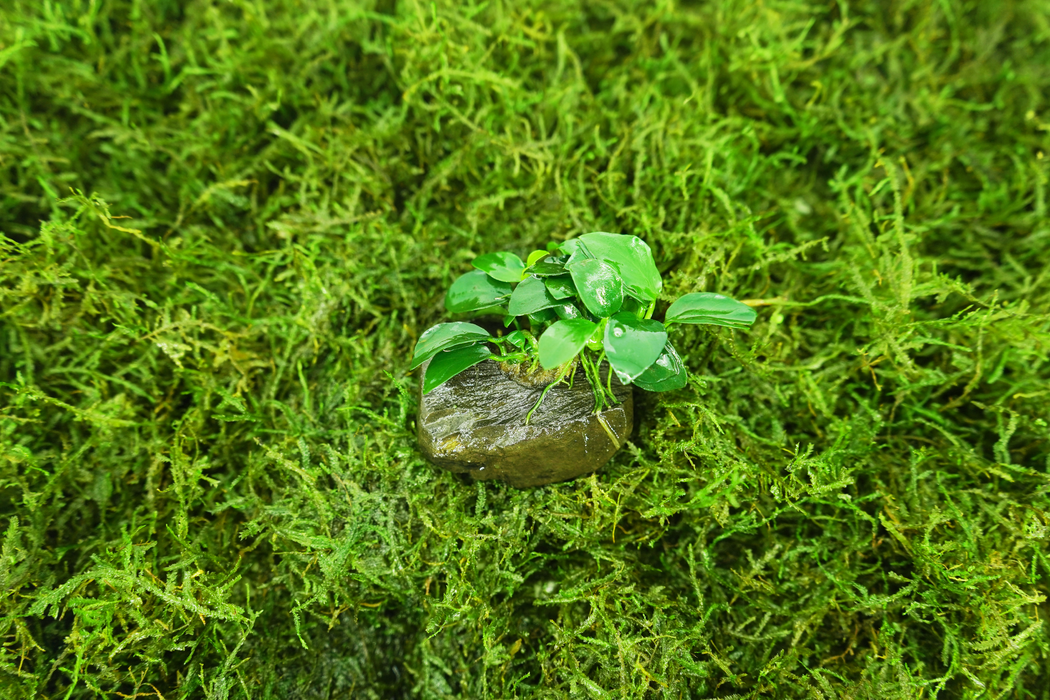 Anubias Nana on Nano - Driftwood