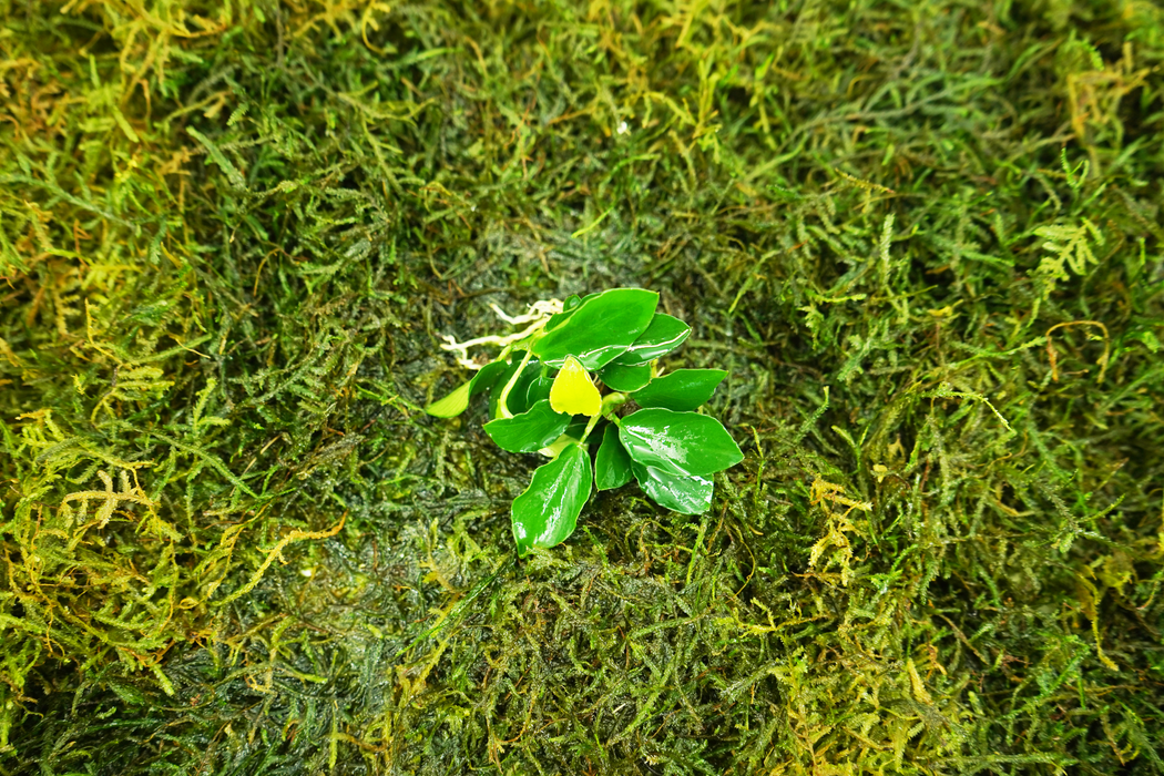 Anubias Barteri Nana Long Wavy - Bare Root