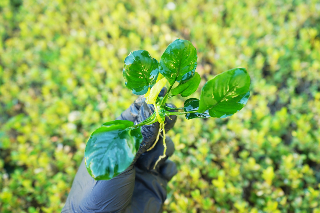 Anubias Barteri Round (Golden Coin) - Bare Root