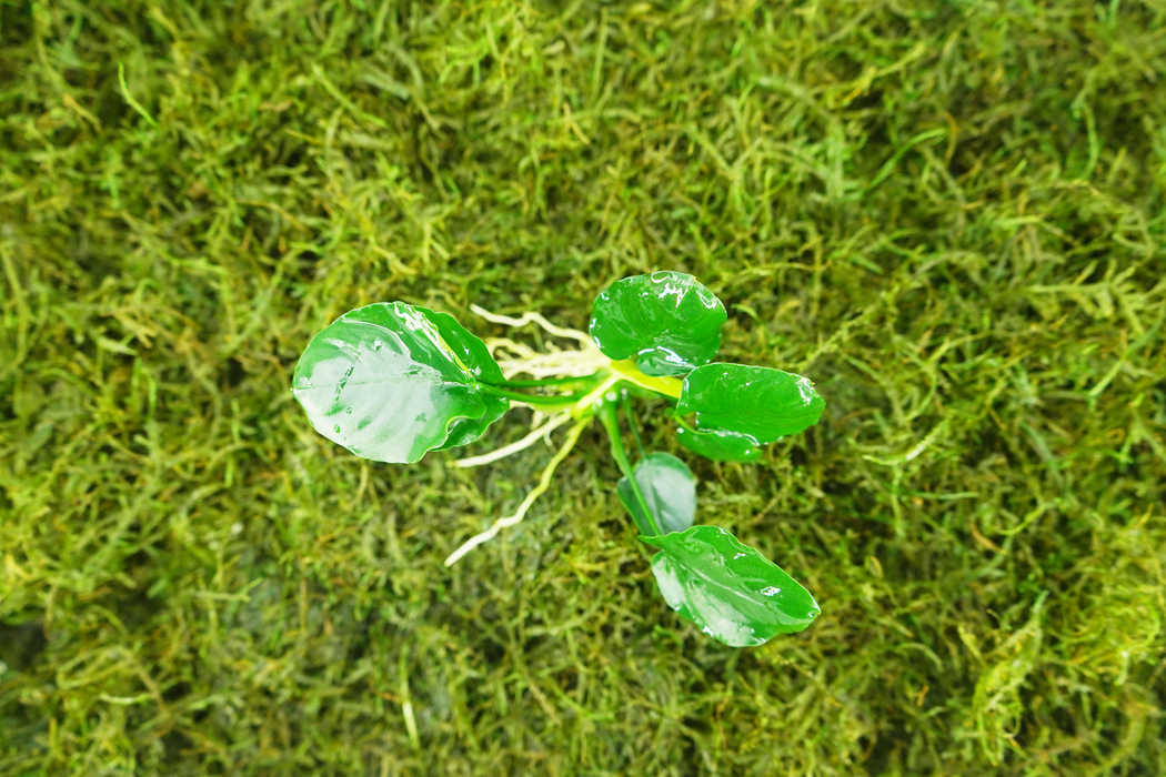 Anubias Barteri Round (Golden Coin) - Bare Root