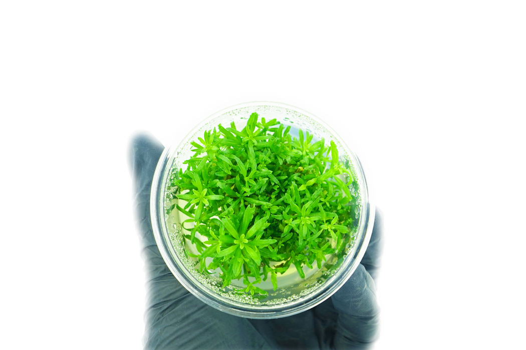 Downoi - Pogostemon Helferi - Tissue Culture