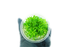 Downoi - Pogostemon Helferi - Tissue Culture