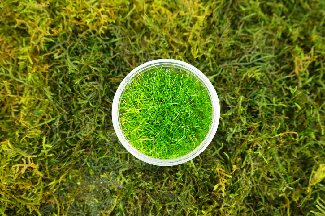 Dwarf Spikerush - Eleocharis Parvula - Tissue Culture