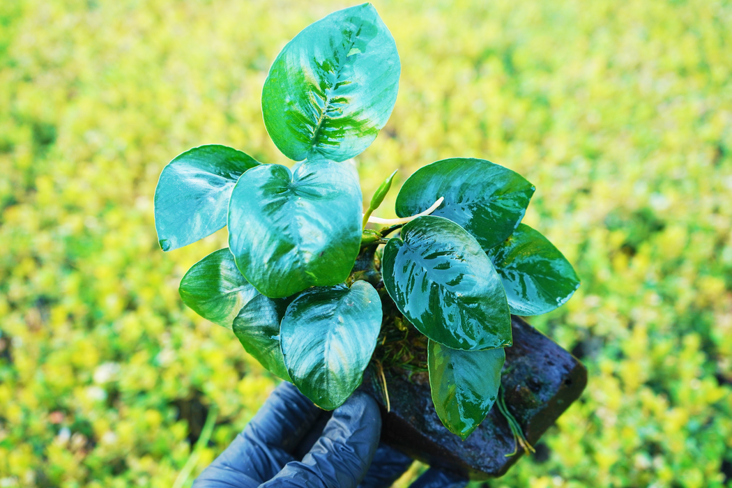 Anubias Barteri Butterfly - Driftwood