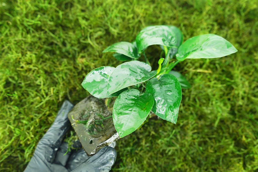 Anubias Barteri Butterfly - Driftwood