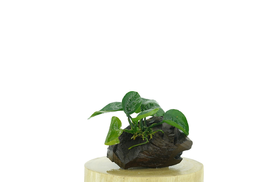 Anubias Barteri Butterfly - Driftwood