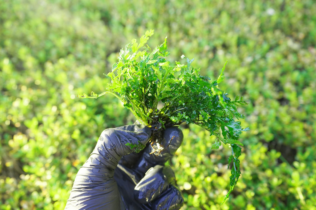 Bolbitis Heteroclita Difformis (Baby Leaf) - Bare Root