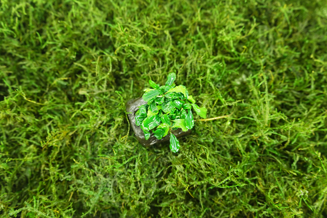 Bucephalandra Green Wavy - Driftwood