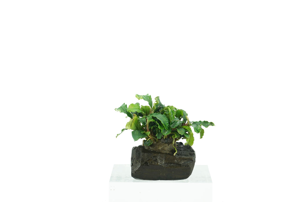 Bucephalandra Green Wavy - Driftwood