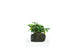 Bucephalandra Green Wavy - Driftwood