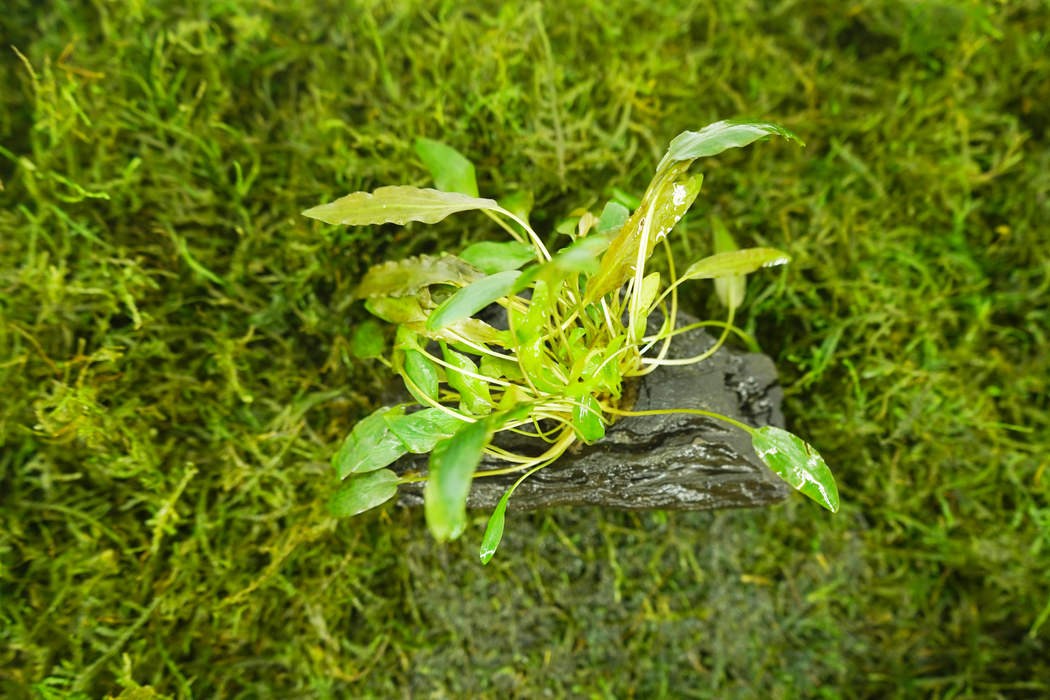 Cryptocoryne Mioya - Driftwood