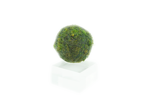 Java Moss - Vesicularia Dubyana - Balls