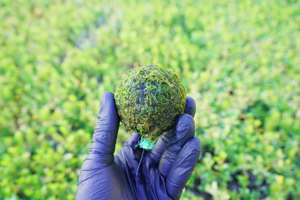 Java Moss - Vesicularia Dubyana - Balls