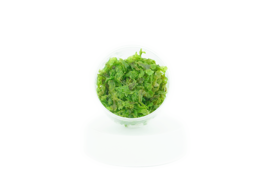 Pellia Moss - Monosolenium Tenerum - In Cup