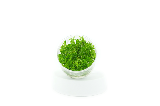 Didiplis Diandra - Tissue Culture